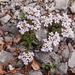 0200-Androsace-villosa-stony-mountain-tops