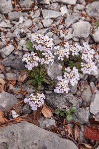 0200-Androsace-villosa-stony-mountain-tops