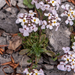 0201-Androsace-villosa-stony-mountain-tops