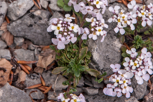 0201-Androsace-villosa-stony-mountain-tops