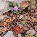 0202-linaria-alpina