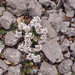 0204-Androsace-villosa-stony-mountain-tops
