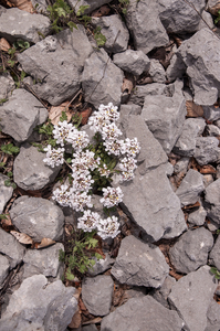 0204-Androsace-villosa-stony-mountain-tops