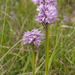 0205-drietandige-orchis-neotinea-tridentata