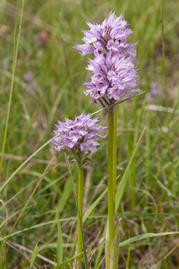 0205-drietandige-orchis-neotinea-tridentata