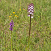 0206-drietandige-orchis-en-harlekijn