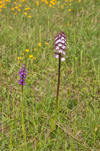 0206-drietandige-orchis-en-harlekijn
