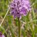 0207-drietandige-orchis-neotinea-tridentata