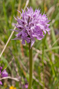 0207-drietandige-orchis-neotinea-tridentata