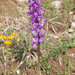 0003-mannetjesorchis