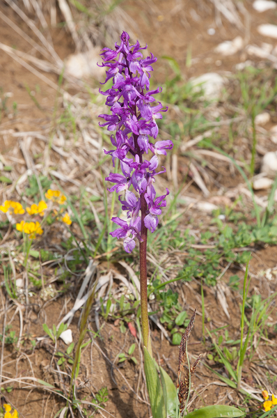 0003-mannetjesorchis