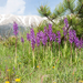 0004-mannetjesorchis