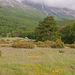 0009-mannetjesorchis-landschap