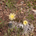 0004-Urospermum-dalechampii-arid-fields-uncultivated-land