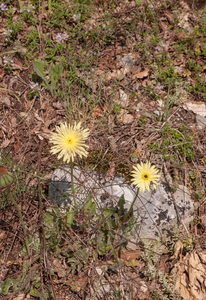 0004-Urospermum-dalechampii-arid-fields-uncultivated-land