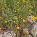 0006-anthemis-tinctoria
