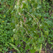 0008-Zwarte-populier-Populus-nigra-watercousus-up-to-1500m