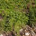 0009-Reuzenpaardenstaart-Equisetum-telmateia-humid-environments