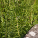 0010-Reuzenpaardenstaart-Equisetum-telmateia-humid-environments