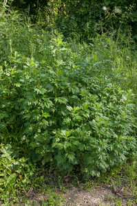 0011-Bijvoet-Artemisia-vulgaris-hedges-ruderal-environments