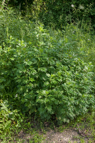 0011-Bijvoet-Artemisia-vulgaris-hedges-ruderal-environments
