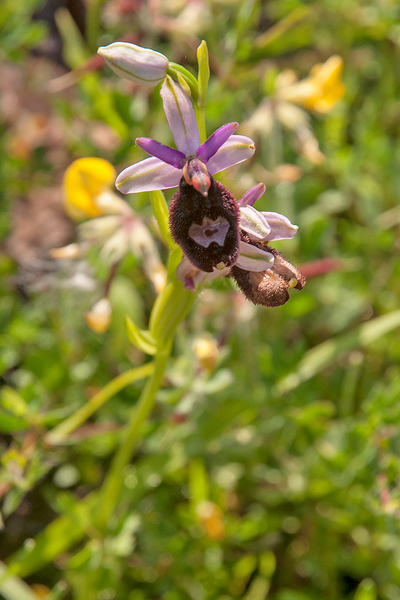 0012-Zadelophrys-Ophrys-bertolonii-arid-meadows