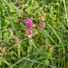 0014-Wilde-weit-Melampyrum-arvense-fields,-uncultivated-land-