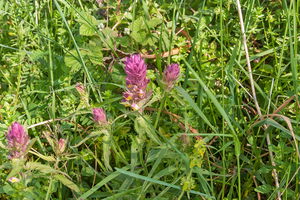 0014-Wilde-weit-Melampyrum-arvense-fields,-uncultivated-land-