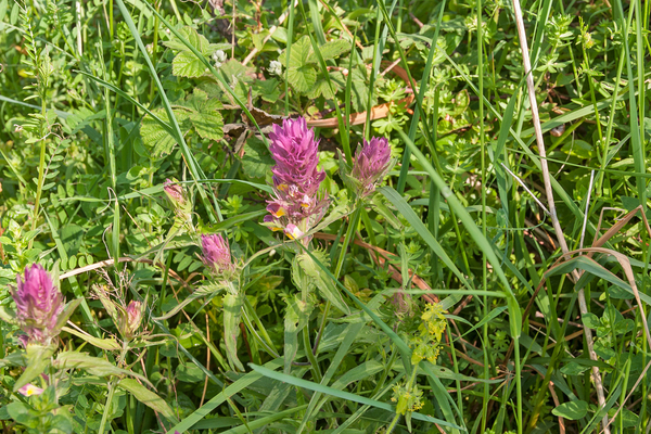 0014-Wilde-weit-Melampyrum-arvense-fields,-uncultivated-land-