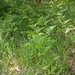 0015-Adelaarsvaren-Pteridium-aquilinum-clearings-and-abandoned-la