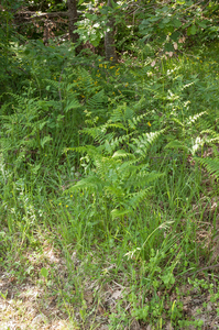 0015-Adelaarsvaren-Pteridium-aquilinum-clearings-and-abandoned-la