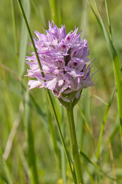 0017-drietandige-orchis