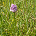 0018-drietandige-orchis