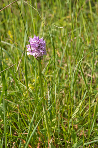 0018-drietandige-orchis