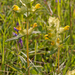 0019-Harige-ratelaar---Rhinanthus-alectorolophus-pastures-stony-s