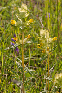 0019-Harige-ratelaar---Rhinanthus-alectorolophus-pastures-stony-s