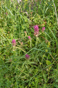 0020-Wilde-weit-Melampyrum-arvense-fields,-uncultivated-land-