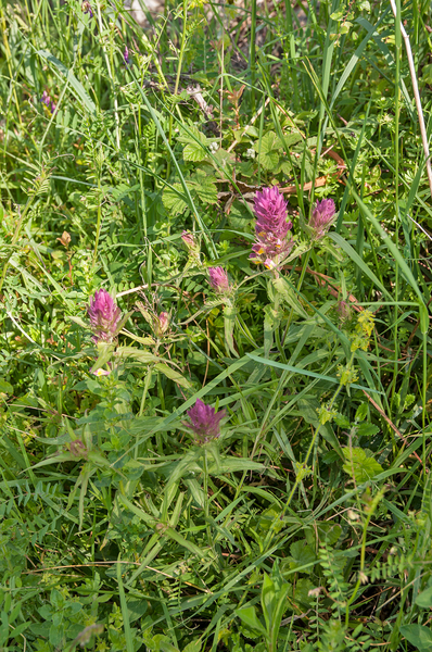 0020-Wilde-weit-Melampyrum-arvense-fields,-uncultivated-land-