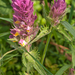 0021-Wilde-weit-Melampyrum-arvense-fields,-uncultivated-land-