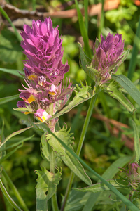 0021-Wilde-weit-Melampyrum-arvense-fields,-uncultivated-land-