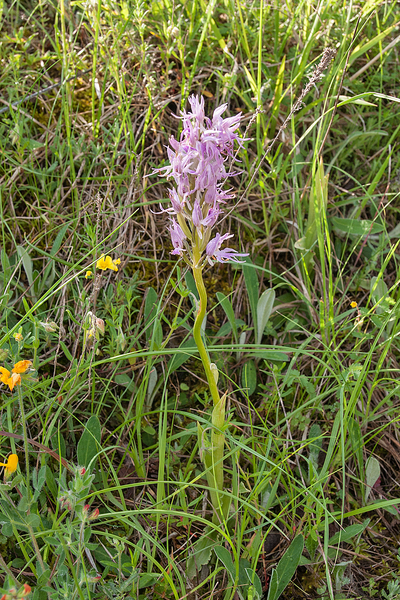 0022-Italiaanse-orchis-Orchis-italica-arid-meadows-from-the-hill-