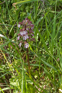 0025-purperorchis orchis purpurea arid meadows and uncultivated l