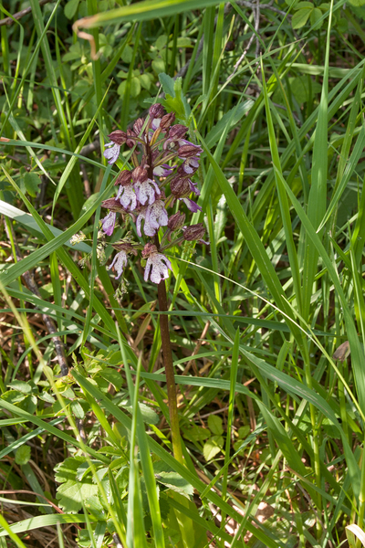 0025-purperorchis orchis purpurea arid meadows and uncultivated l
