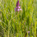 0028 grote-muggenorchis