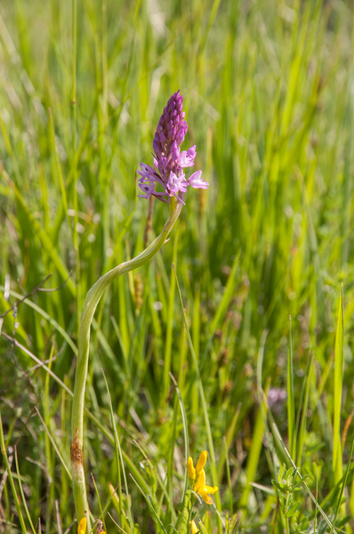 0028 grote-muggenorchis