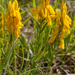 0029-Verfbrem-Genista-tinctoria-open-woods-and-their-borders