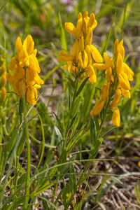 0029-Verfbrem-Genista-tinctoria-open-woods-and-their-borders
