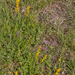 0030-Verfbrem-Genista-tinctoria-open-woods-and-their-borders