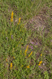 0030-Verfbrem-Genista-tinctoria-open-woods-and-their-borders