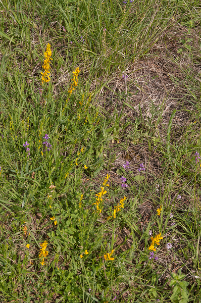 0030-Verfbrem-Genista-tinctoria-open-woods-and-their-borders